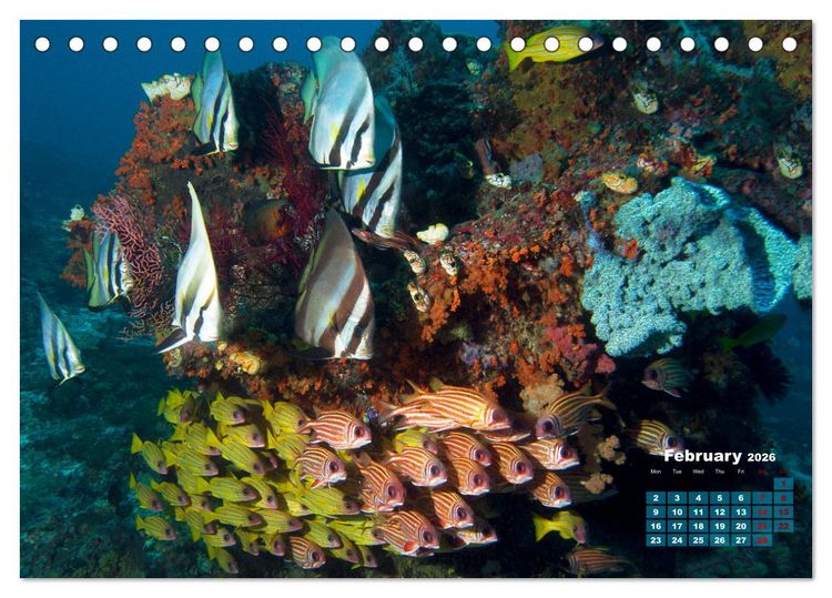 Produktbild: Oceans Alive - A World of Color and Diversity (Desk Calendar 2026 DIN A5 landscape), CALVENDO 12 Month DeskCalendar
