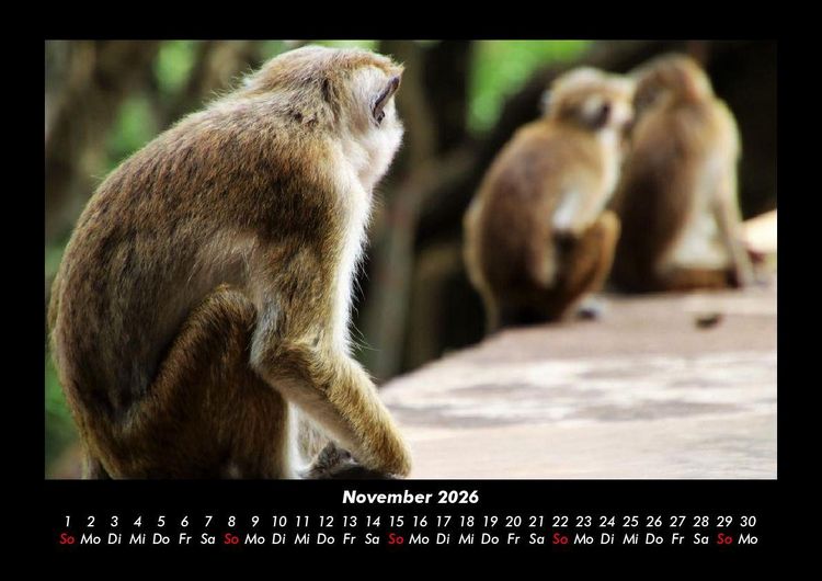 Produktbild: Welt der Tiere 2026 Fotokalender DIN A3
