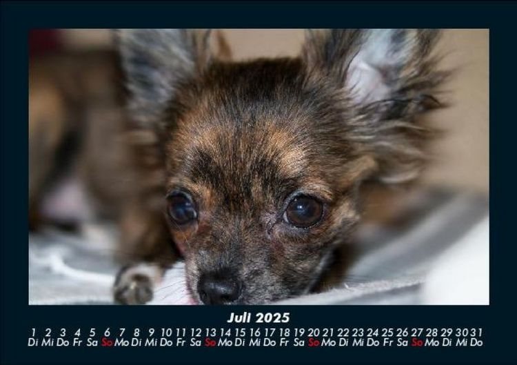 Produktbild: Hundezauber 2025 Fotokalender DIN A5
