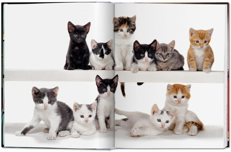 Produktbild: Walter Chandoha. Cats. Photographs 1942&ndash;2018