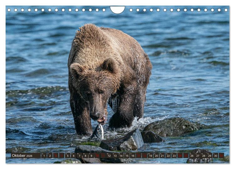 Produktbild: Grizzlyb&auml;ren im Katmai Nationalpark Alaska (Wandkalender 2026 DIN A4 quer), CALVENDO Monatskalender