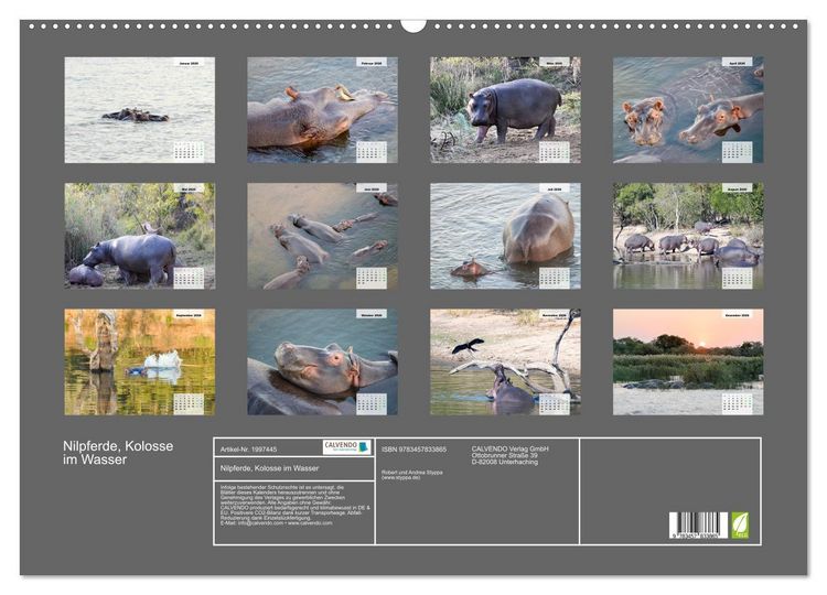 Produktbild: Nilpferde, Kolosse im Wasser (Wandkalender 2026 DIN A2 quer), CALVENDO Monatskalender
