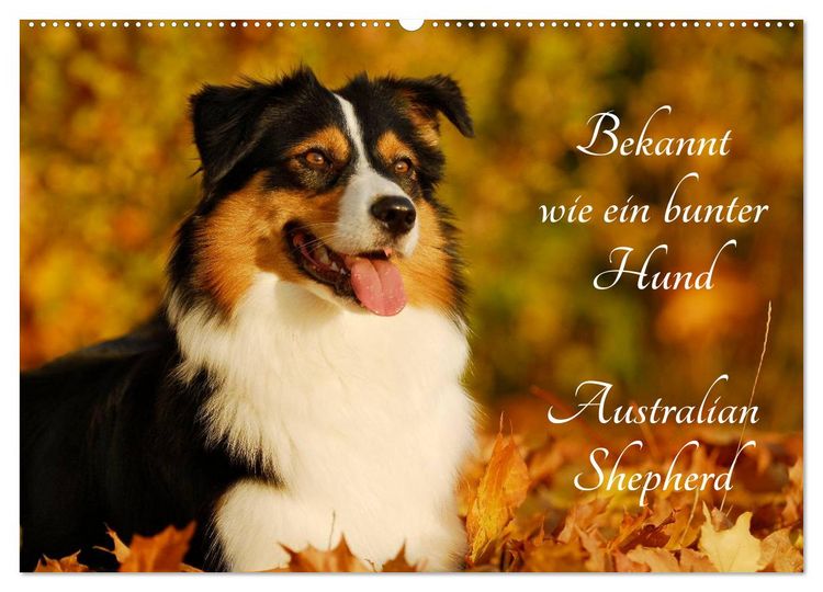 Produktbild: Bekannt wie ein bunter Hund. Australian Shepherd (Wandkalender 2026 DIN A2 quer), CALVENDO Monatskalender