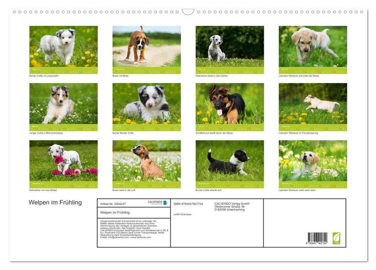 Produktbild: Welpen im Fr&uuml;hling (Wandkalender 2026 DIN A2 quer), CALVENDO Monatskalender