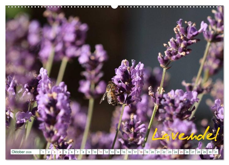 Produktbild: Kr&auml;uter - Gesund, h&uuml;bsch und lecker (hochwertiger Premium Wandkalender 2026 DIN A2 quer), Kunstdruck in Hochglanz