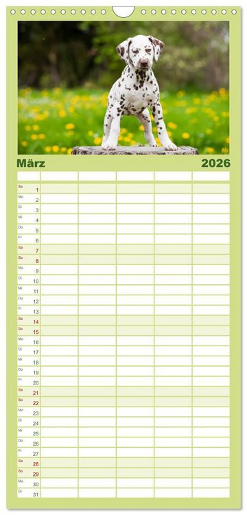 Produktbild: Familienplaner 2026 - Dalmatiner mit 5 Spalten (Wandkalender, 21 x 45 cm) CALVENDO