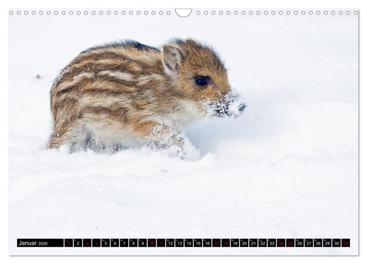 Produktbild: Nordhessens Tierkinder (Wandkalender 2026 DIN A3 quer), CALVENDO Monatskalender