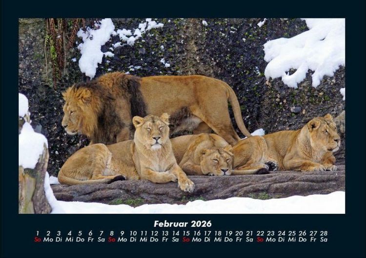 Produktbild: L&ouml;wen in der Wildnis 2026 Fotokalender DIN A4