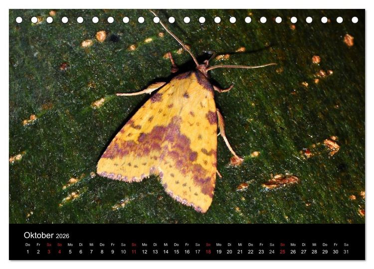Produktbild: Nachtfalter - Unbekannte Sch&ouml;nheiten (Tischkalender 2026 DIN A5 quer), CALVENDO Monatskalender