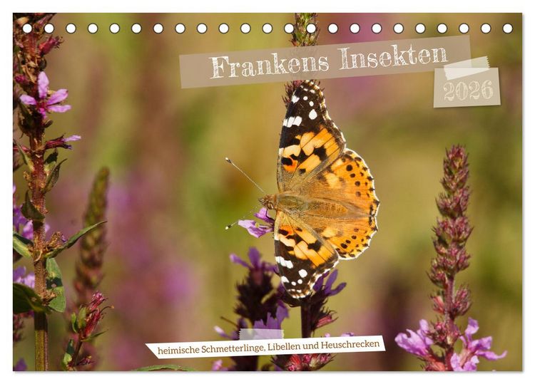 Produktbild: Frankens Insekten (Tischkalender 2026 DIN A5 quer), CALVENDO Monatskalender