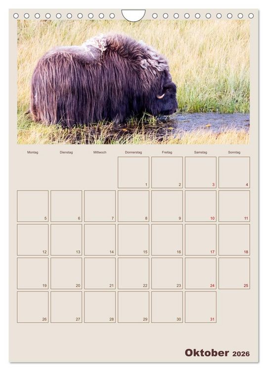 Produktbild: Moschusochsen - Norwegens gem&uuml;tliche Riesen (Wandkalender 2026 DIN A4 hoch), CALVENDO Monatskalender