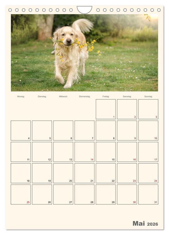 Produktbild: Zauberhafte Golden Retriever (Wandkalender 2026 DIN A4 hoch), CALVENDO Monatskalender