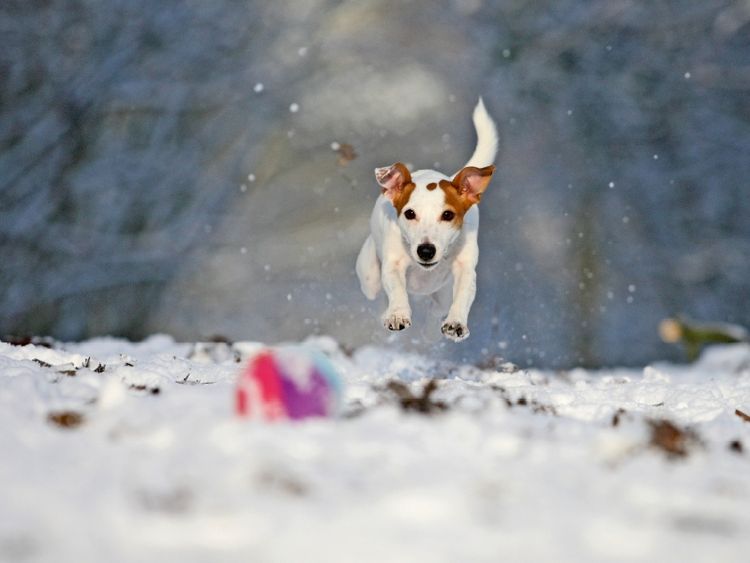 Produktbild: Winterspa&szlig; (Puzzle)