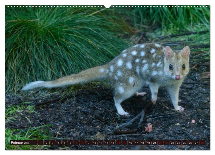 Produktbild: Traumpfade Australien (hochwertiger Premium Wandkalender 2026 DIN A2 quer), Kunstdruck in Hochglanz