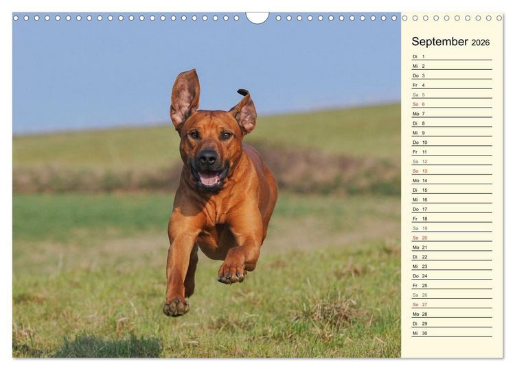 Produktbild: Rhodesian Ridgeback 2026 (Wandkalender 2026 DIN A3 quer), CALVENDO Monatskalender