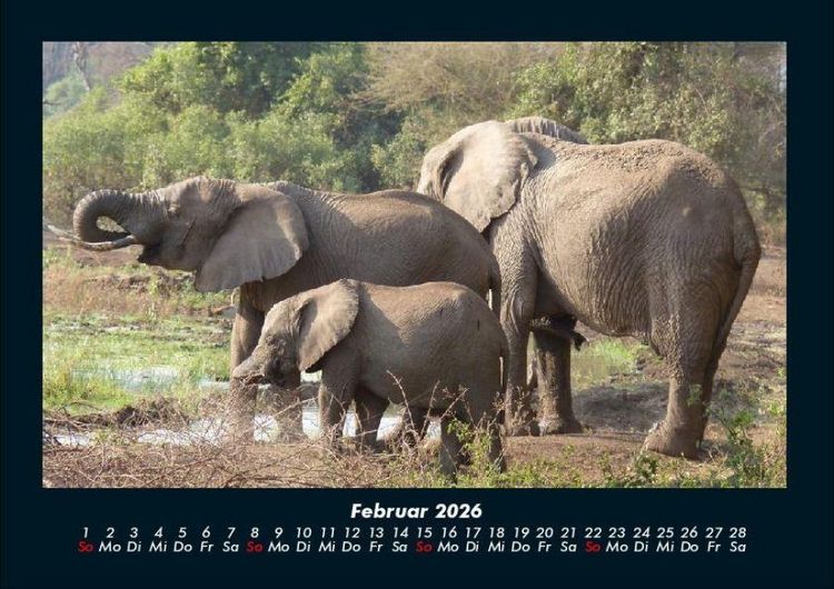 Produktbild: Elefanten - Die sanften Riesen Afrikas 2026 Fotokalender DIN A4
