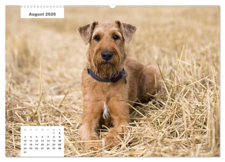 Produktbild: Rassehunde (Wandkalender 2026 DIN A2 quer), CALVENDO Monatskalender