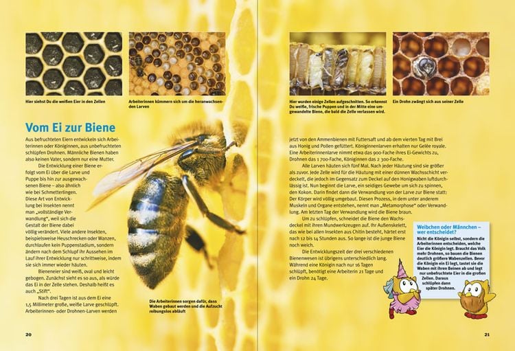 Produktbild: Entdecke die Bienen