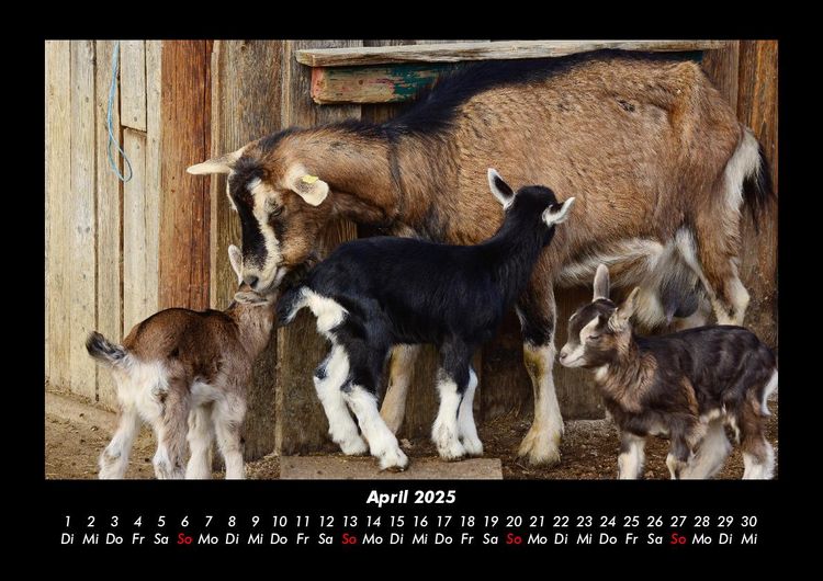 Produktbild: Tierkalender 2025 Fotokalender DIN A3