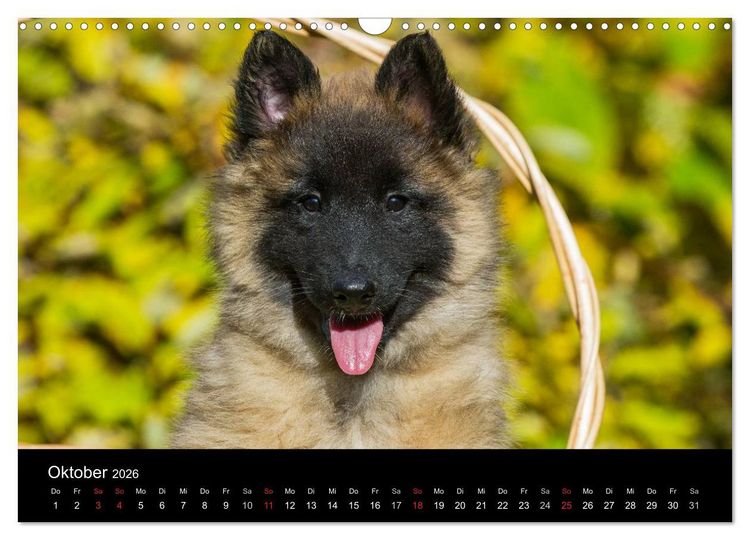 Produktbild: Welpen 2026 (Wandkalender 2026 DIN A3 quer), CALVENDO Monatskalender