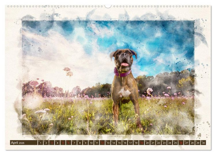 Produktbild: Boxer Photo&Kunst (Wandkalender 2026 DIN A2 quer), CALVENDO Monatskalender