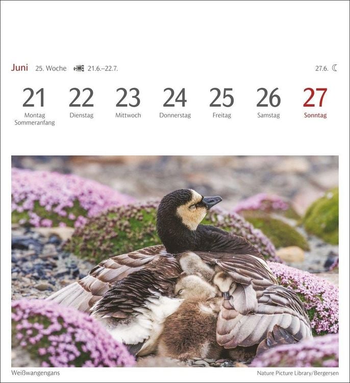Produktbild: Heimische V&ouml;gel Postkartenkalender 2027 - Wochenkalender mit 53 Postkarten