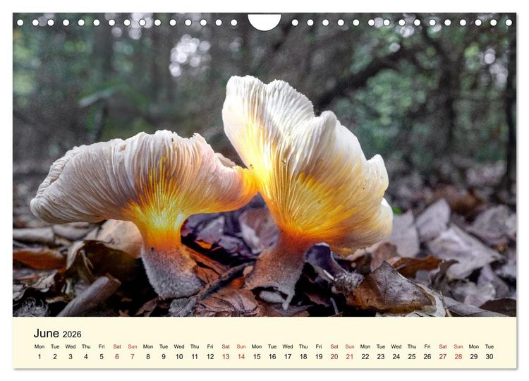 Produktbild: Whispers Beneath the Forest's Moss Mushrooms (Wall Calendar 2026 DIN A4 landscape), CALVENDO 12 Month Wall Calendar