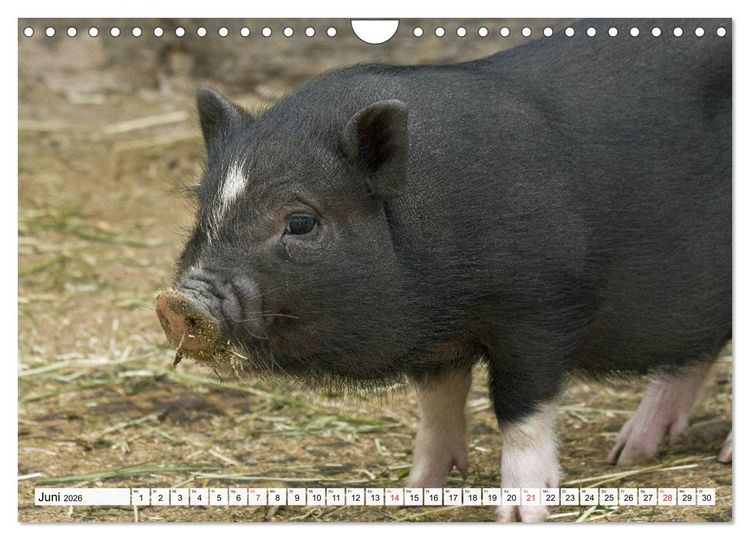 Produktbild: Von S&auml;uen die Schwein haben! (Wandkalender 2026 DIN A4 quer), CALVENDO Monatskalender