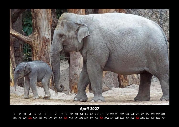 Produktbild: Der Elefantenkalender 2027 Fotokalender DIN A3