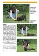 Produktbild: Labrador Retriever