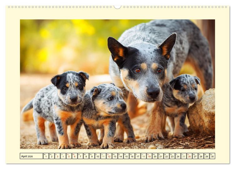 Produktbild: Australian Cattle Dogs. Echte Cowboys und Helden der Farm (hochwertiger Premium Wandkalender 2026 DIN A2 quer), Kunstdruck in Hochglanz