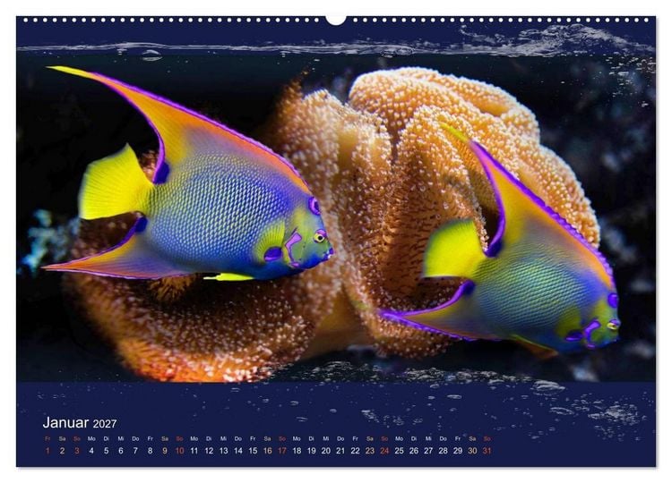 Produktbild: Korallenfische im Lichtschimmer des Meeres (Wandkalender 2027 DIN A2 quer), CALVENDO Monatskalender