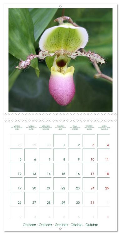 Produktbild: Orchid&eacute;es fantastiques (Calendrier mural carr&eacute; 2026 30x30 cm) Calendrier double avec une page pour vos prises de notes