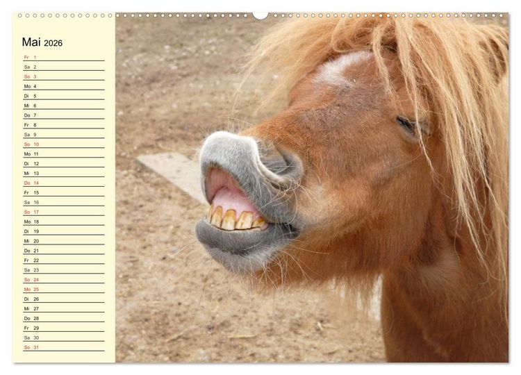 Produktbild: Ponys. Herzensbrecher mit Grips (Wandkalender 2026 DIN A2 quer), CALVENDO Monatskalender