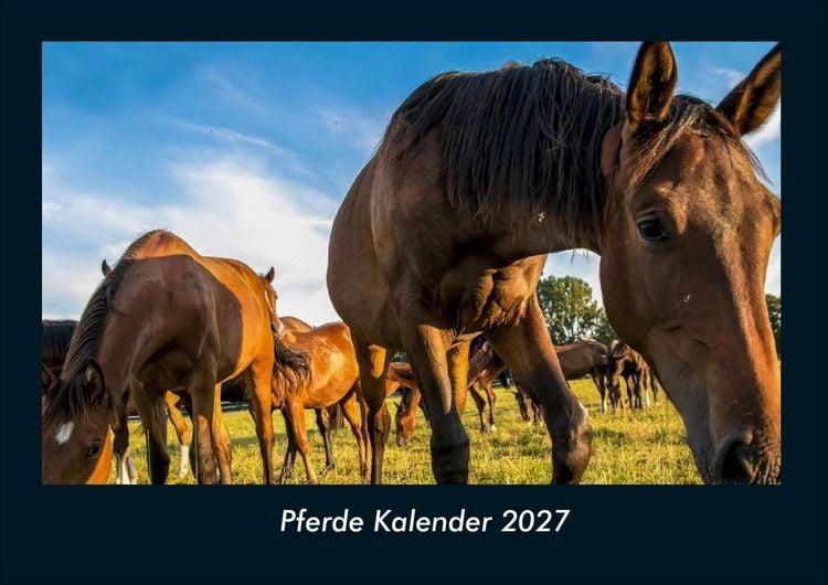 Produktbild: Pferde Kalender 2027 Fotokalender DIN A4