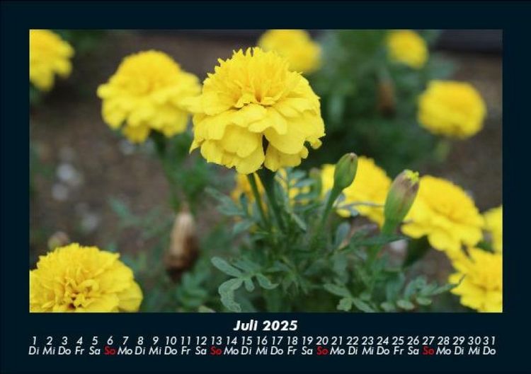 Produktbild: Blumen & Pflanzen 2025 Fotokalender DIN A5