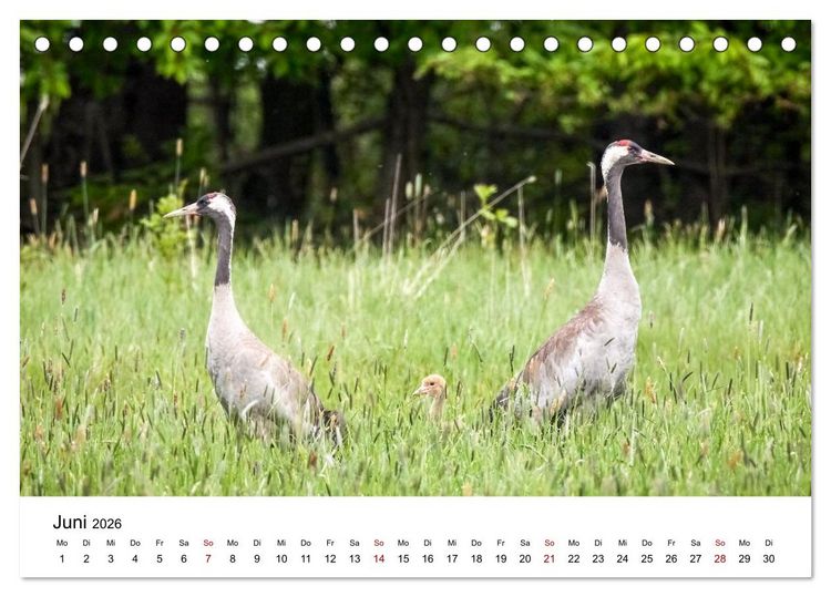 Produktbild: Kraniche im Erzgebirge (Tischkalender 2026 DIN A5 quer), CALVENDO Monatskalender