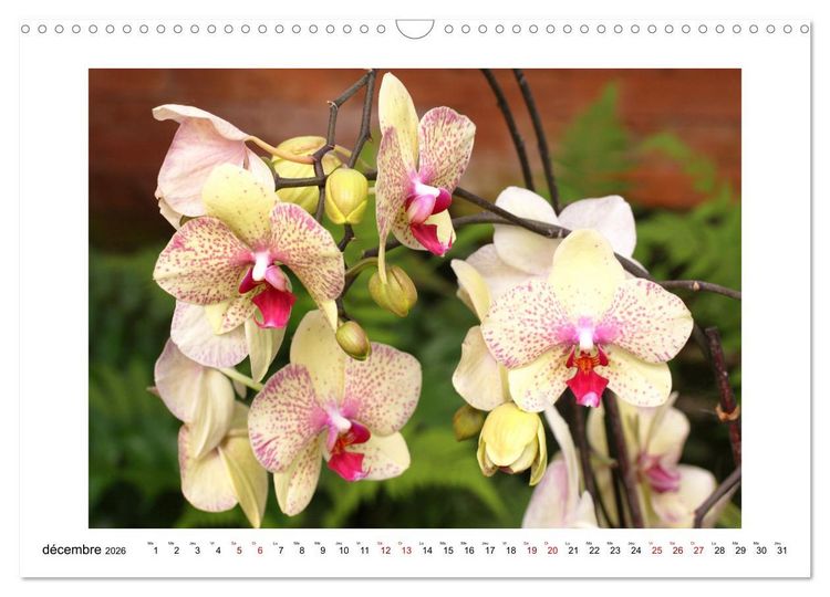 Produktbild: Mon r&ecirc;ve d'orchid&eacute;es (Calendrier mural 2026 DIN A3 vertical), CALVENDO calendrier mensuel