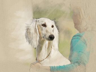 Produktbild: CALVENDO Puzzle Ein Motiv aus dem Kalender Saluki Portraits | 1000 Teile Lege-Gr&ouml;&szlig;e 64x48cm Foto-Puzzle f&uuml;r gl&uuml;ckliche Stunden