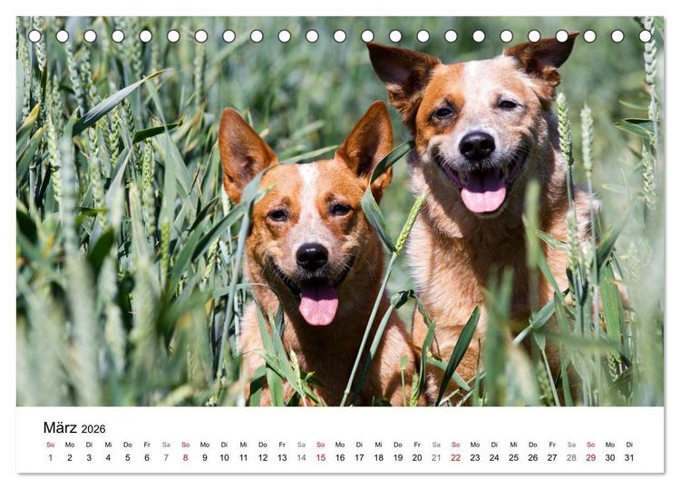 Produktbild: Faszinierende Australian Cattle Dogs (Tischkalender 2026 DIN A5 quer), CALVENDO Monatskalender