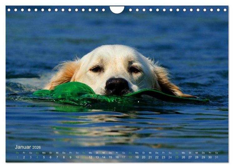 Produktbild: SPLASH - Hunde im Wasser (Wandkalender 2026 DIN A4 quer), CALVENDO Monatskalender