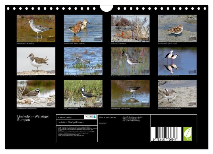 Produktbild: Limikolen - Watv&ouml;gel Europas (Wandkalender 2026 DIN A4 quer), CALVENDO Monatskalender