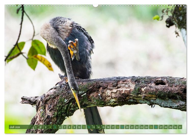 Produktbild: Waldstorch und Anhinga (Wandkalender 2026 DIN A2 quer), CALVENDO Monatskalender