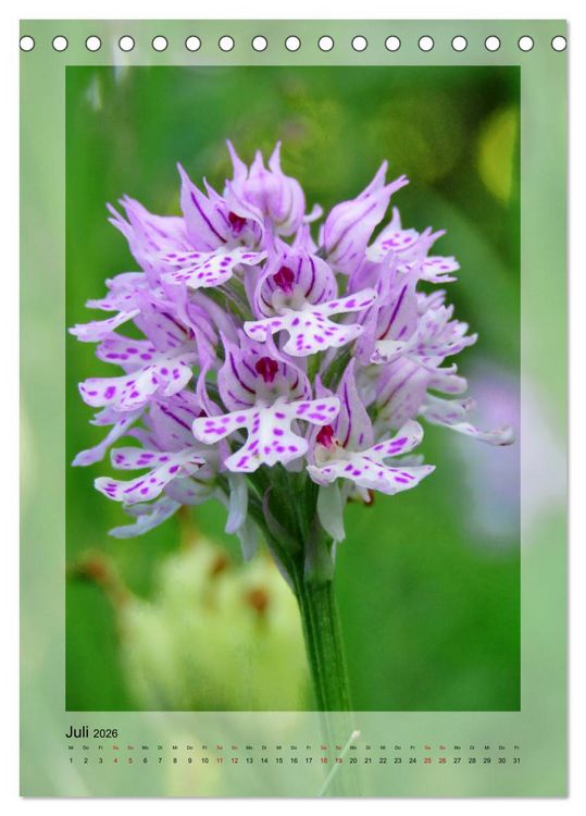 Produktbild: Deutschlands wilde Orchideen (Tischkalender 2026 DIN A5 hoch), CALVENDO Monatskalender