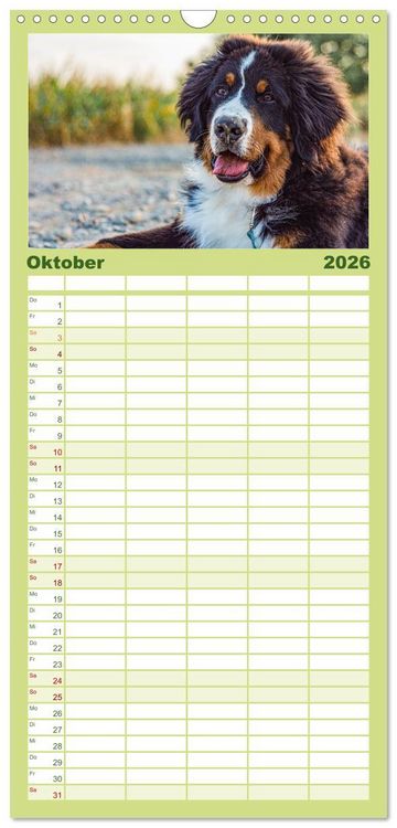 Produktbild: Familienplaner 2026 - Berner Sennenhund Welpen - Bezaubernde Pl&uuml;schb&auml;rchen mit 5 Spalten (Wandkalender, 21 x 45 cm) CALVENDO