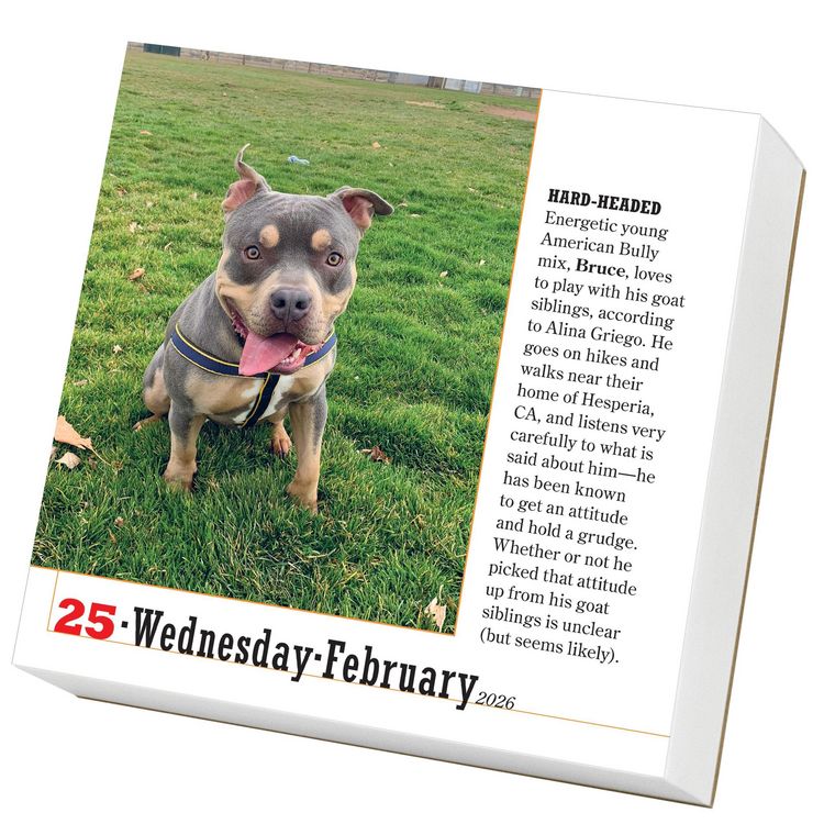 Produktbild: 365 Dogs Page-A-Day&reg; Calendar 2026