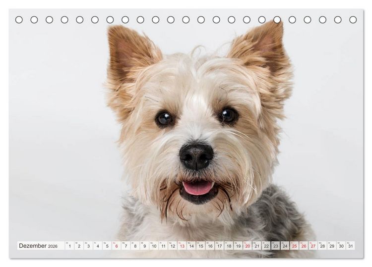 Produktbild: Kleine Hunde - Gro&szlig;e Blicke (Tischkalender 2026 DIN A5 quer), CALVENDO Monatskalender