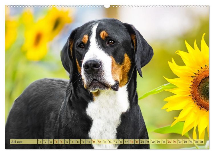 Produktbild: Gro&szlig;e Schweizer - Gigantische Sennenhunde (hochwertiger Premium Wandkalender 2026 DIN A2 quer), Kunstdruck in Hochglanz
