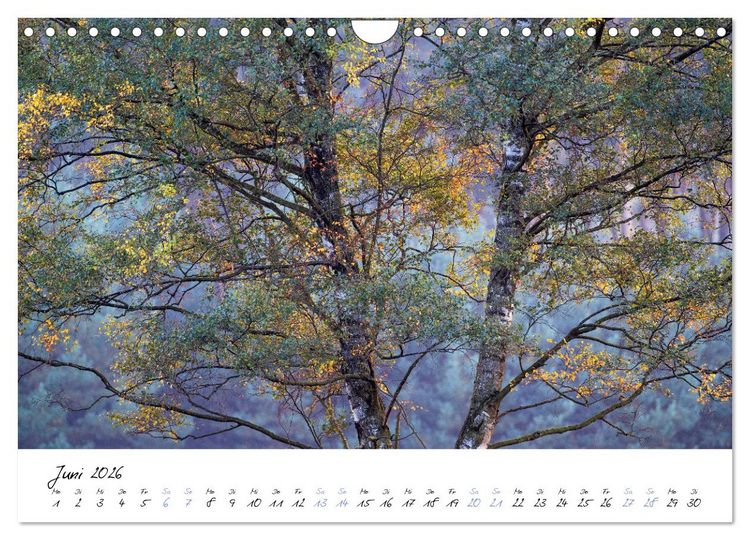 Produktbild: In der Welt der B&auml;ume (Wandkalender 2026 DIN A4 quer), CALVENDO Monatskalender