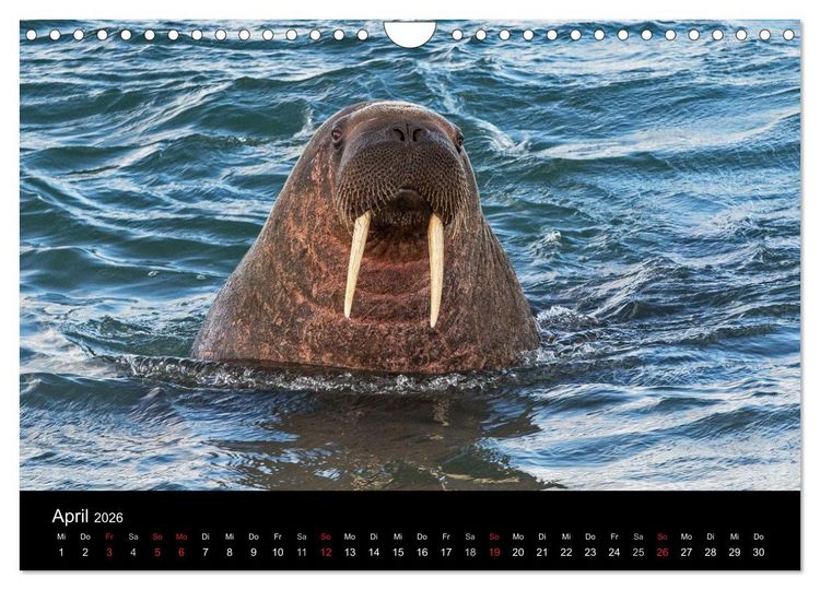 Produktbild: TRAUMZIEL ARKTIS, Impressionen vom Rand der Welt (Wandkalender 2026 DIN A4 quer), CALVENDO Monatskalender
